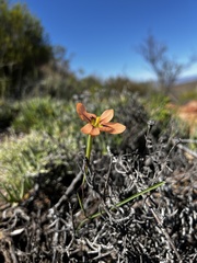 Moraea miniata