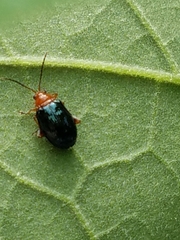 Chrysomelidae