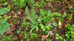 Asplenium platyneuron