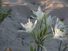 Pancratium maritimum