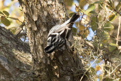 Mniotilta varia