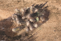 Echinocereus engelmannii fasciculatus