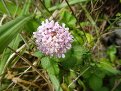 Scabiosa nitens