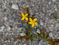 Hypericum perforatum