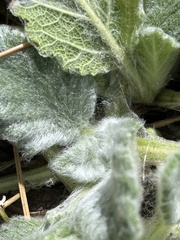 Salvia aethiopis