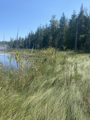 Phragmites australis americanus