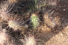 Echinocereus engelmannii fasciculatus