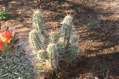 Echinocereus engelmannii fasciculatus