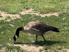 Branta canadensis