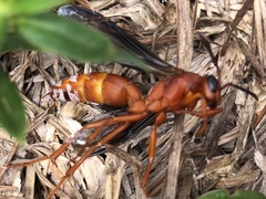 Polistes carolina