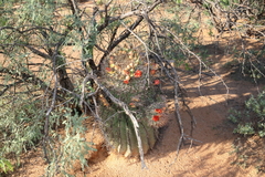 Ferocactus wislizeni