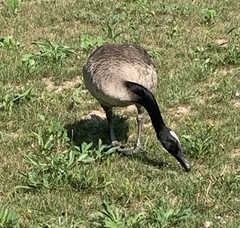 Branta canadensis