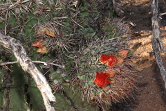 Ferocactus wislizeni