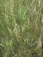 Agrostis