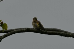 Carduelis carduelis