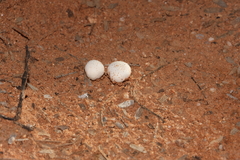 Fungi