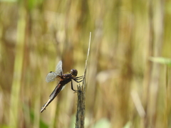 Libellula luctuosa