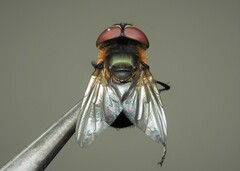 Phasia hemiptera