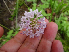Scabiosa nitens