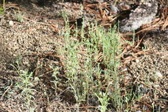 Cryptantha
