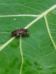Nannotrigona perilampoides