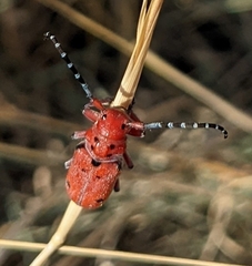 Tetraopes femoratus