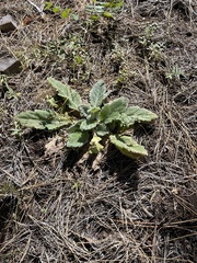 Salvia aethiopis