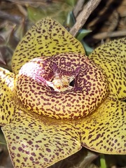 Orbea namaquensis