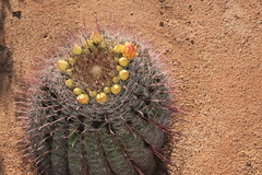 Ferocactus wislizeni