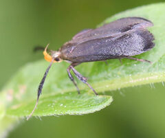 Dichomeris nonstrigella