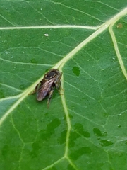 Nannotrigona perilampoides