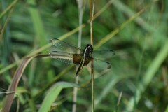 Libellula luctuosa