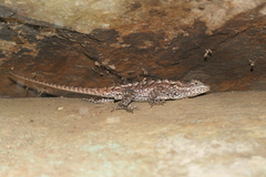 Sceloporus undulatus