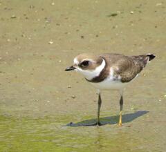Charadrius semipalmatus
