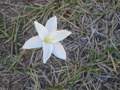 Zephyranthes