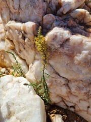 Hebenstretia integrifolia