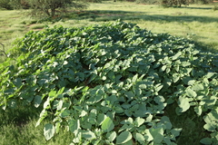 Datura discolor
