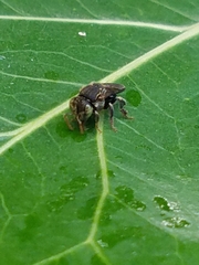 Nannotrigona perilampoides