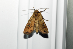 Euxoa ochrogaster