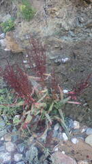 Rumex crispus littoreus