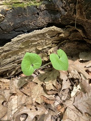 Asarum canadense