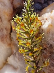 Hebenstretia integrifolia