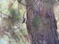 Archilochus alexandri