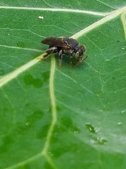 Nannotrigona perilampoides