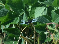 Libellula luctuosa
