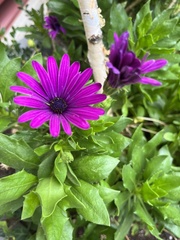 Dimorphotheca