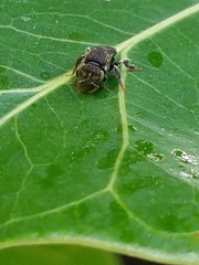 Nannotrigona perilampoides