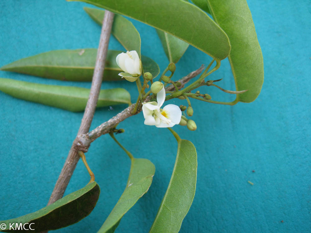 Baphia capparidifolia