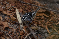 Mniotilta varia