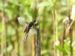 Libellula luctuosa